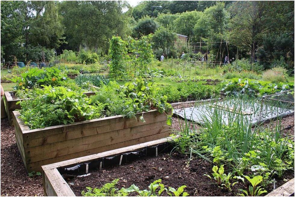 Organic gardening 