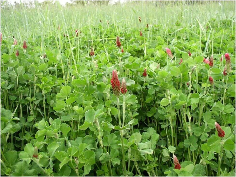Plant cover crops